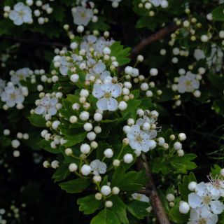 Estratto di biancospino