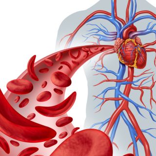 Protegge il cuore e i vasi sanguigni